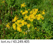 Южный Урал, цветущая якобея обыкновенная (Jacobaea vulgaris) на лужайке летом. Southern Urals, blooming Jacobaea vulgaris (Jacobaea vulgaris) on the lawn in summer. Стоковое фото, фотограф Евгений Романов / Фотобанк Лори