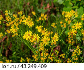 Южный Урал, цветущая якобея обыкновенная (Jacobaea vulgaris) на лужайке летом. Southern Urals, blooming Jacobaea vulgaris (Jacobaea vulgaris) on the lawn in summer. Стоковое фото, фотограф Евгений Романов / Фотобанк Лори