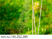 Паутина с мухами. Стоковое фото, фотограф Роман Лукьянов / Фотобанк Лори