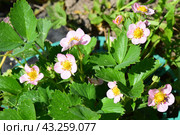 Цветение розовой садовой земляники (лат. fragaria ananassa Gasana) Стоковое фото, фотограф Photolart / Фотобанк Лори
