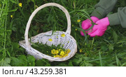 A woman wearing protective pink gloves collects buttercup flowers, another name for Ranunculus, and puts them in a basket; the flowers are used in folk medicine to prepare medicines. Стоковое видео, видеограф Сергей Чайко / Фотобанк Лори