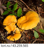 Грибы лисички (лат. Cantharellus cibarius), растущие в лесу. Стоковое фото, фотограф Photolart / Фотобанк Лори