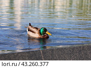 Утка на воде (2024 год). Редакционное фото, фотограф Вероника Павлова / Фотобанк Лори