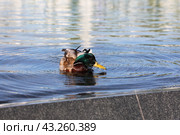 Утка на воде (2024 год). Редакционное фото, фотограф Вероника Павлова / Фотобанк Лори