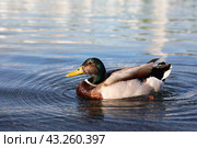 Утка на воде. Стоковое фото, фотограф Вероника Павлова / Фотобанк Лори