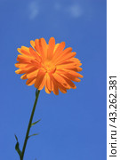 Orange coloured calendula flower against blue sky background. Стоковое фото, фотограф Светлана Ильева (Иванова) / Фотобанк Лори