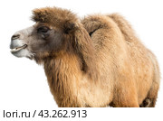 Портрет верблюда на белом фоне. Portrait of the beautiful camel on white background. Стоковое фото, фотограф Татьяна Д / Фотобанк Лори