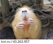 Речная крыса или нутрия в зоопарке. Coypu (Myocastor coypus), also known as river rat or nutria. Стоковое фото, фотограф Татьяна Д / Фотобанк Лори