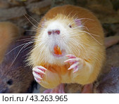 Речная крыса или нутрия в зоопарке. Coypu (Myocastor coypus), also known as river rat or nutria. Стоковое фото, фотограф Татьяна Д / Фотобанк Лори