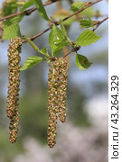 Spring. Close-up of birch catkins. Стоковое фото, фотограф Светлана Ильева (Иванова) / Фотобанк Лори