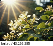 Honeysuckle blooms in the garden. White and yellow flowers of Lonicera Caprifolium against of green leaves. Floriculture and horticulture. Arching shrubs or twining vines in the family Caprifoliaceae. Стоковое AI-изображение, AI-художник Юлия Петровская / Фотобанк Лори