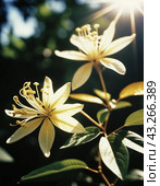 Honeysuckle blooms in the garden. White and yellow flowers of Lonicera Caprifolium against of green leaves. Floriculture and horticulture. Arching shrubs or twining vines in the family Caprifoliaceae. Стоковое AI-изображение, AI-художник Юлия Петровская / Фотобанк Лори