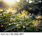 Honeysuckle blooms in the garden. White and yellow flowers of Lonicera Caprifolium against of green leaves. Floriculture and horticulture. Arching shrubs or twining vines in the family Caprifoliaceae. Стоковое AI-изображение, AI-художник Юлия Петровская / Фотобанк Лори