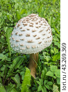 Молодой гриб-зонтик пестрый Macrolepiota procera на лугу в зеленой траве./ A young parasol mushroom. Стоковое фото, фотограф Iva Noel / Фотобанк Лори