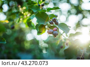 Темные спелые ягоды ирги (лат. Amelanchier). Плодовые деревья и кустарники. Малая глубина резкости. Стоковое фото, фотограф Андрей Пустякин / Фотобанк Лори