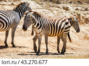 Plains zebras. Стоковое фото, фотограф Art Konovalov / Фотобанк Лори