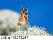 European peacock butterfly (Aglais io). Copy space.. Стоковое фото, фотограф Корнеев Вячеслав / Фотобанк Лори