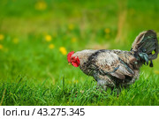 Cute rooster crowing on the farm.. Стоковое фото, фотограф Корнеев Вячеслав / Фотобанк Лори