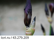 Large purple iris. Стоковое фото, фотограф Andrew_Swarga / Фотобанк Лори