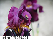 Large purple iris. Стоковое фото, фотограф Andrew_Swarga / Фотобанк Лори