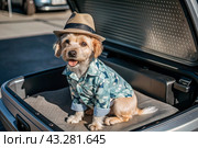A stylish puppy on a journey, a charming funny dog in a Hawaiian shirt and hat, sitting in an open suitcase. The concept of summer holidays and traveling with animals. Стоковое AI-изображение, AI-художник Photojuli / Фотобанк Лори