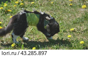 A cat after spaying in an apron on the grass. Стоковое видео, видеограф Mikhail Davidovich / Фотобанк Лори