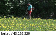 Man using gasoline-powered string trimmer on field with dandelion flowers. Стоковое видео, видеограф Владимир Григорьев / Фотобанк Лори