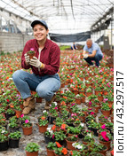 Young woman worker sitting down holding a pot of waller's balsamine in greenhouse. Стоковое фото, фотограф Яков Филимонов / Фотобанк Лори