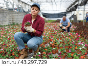Young woman worker sitting down and looking to the pot of waller's balsamine in greenhouse. Стоковое фото, фотограф Яков Филимонов / Фотобанк Лори