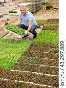 male gardener swaps pallets with young deren seedlings for full formation of plant. Стоковое фото, фотограф Яков Филимонов / Фотобанк Лори