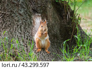 Белка обыкновенная (лат. Sciurus vulgaris) Стоковое фото, фотограф Алексей Букреев / Фотобанк Лори