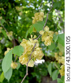 Зрелые плоды вяза шершавого на ветке (Ulmus glabra Huds.), крупный план. Стоковое фото, фотограф Ирина Борсученко / Фотобанк Лори