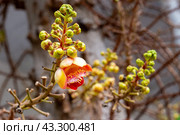 Cannonball Tree Flower, Curupita Guiana in Thailand. An exotic plant with large round fruits. Стоковое фото, фотограф Коханова Наталья / Фотобанк Лори