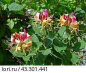 Цветы жимолости каприфоль (Lonicera caprifolium L.) Стоковое фото, фотограф Ирина Борсученко / Фотобанк Лори