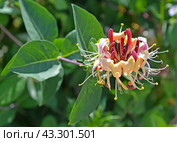 Яркий цветок жимолости каприфоль (Lonicera caprifolium L.). Крупный план. Стоковое фото, фотограф Ирина Борсученко / Фотобанк Лори