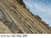 A steep, layered rock formation with trees growing at the top, set against a partly cloudy sky. The rock layers are sharply inclined, showcasing geological stratification. Стоковое фото, фотограф Воловодов Владимир / Фотобанк Лори