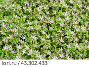 Седум (Sedum) или очиток - красивое почвопокровное декоративное многолетнее растение. Стоковое фото, фотограф Владимир Литвинов / Фотобанк Лори