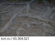 Pine roots on a forest road. Стоковое фото, фотограф Andrew_Swarga / Фотобанк Лори