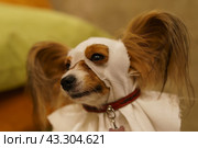 Photography of cute young Papillon Purebred Dog in the room of country house. Domestic dog take park in the Halloween celebration. The children put a festive costume on her. Стоковое фото, фотограф YuryKara / Фотобанк Лори