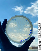 Выращивание и тестирование колоний генномодифицированных бактерий Escherichia coli (кишечная палочка) на питательной среде на чашках Петри. Стоковое фото, фотограф Alex / Фотобанк Лори