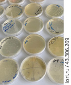 Выращивание и тестирование колоний генномодифицированных бактерий Escherichia coli (кишечная палочка) на питательной среде на чашках Петри. Стоковое фото, фотограф Alex / Фотобанк Лори