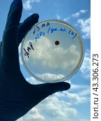 Выращивание и тестирование колоний генномодифицированных бактерий Escherichia coli (кишечная палочка) на питательной среде на чашках Петри. Стоковое фото, фотограф Alex / Фотобанк Лори