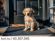 Animal care. The puppy sits patiently at the front door, looking forward to his master and walking with him. Стоковое AI-изображение, AI-художник Photojuli / Фотобанк Лори