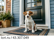 Animal care. The puppy sits patiently at the front door, looking forward to his master and walking with him. Стоковое AI-изображение, AI-художник Photojuli / Фотобанк Лори