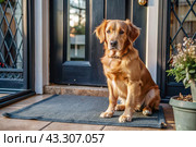 Animal care. The puppy sits patiently at the front door, looking forward to his master and walking with him. Стоковое AI-изображение, AI-художник Photojuli / Фотобанк Лори