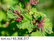 red currant leaves damaged by aphids. Pests on garden plants, gardening, pest control. Стоковое фото, фотограф Ольга Ильина / Фотобанк Лори