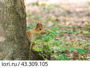 Белка обыкновенная (лат. Sciurus vulgaris) Стоковое фото, фотограф Алексей Букреев / Фотобанк Лори