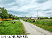 Село Суенга. Новосибирская область, Маслянинский район, Западная Сибирь России. (2024 год). Стоковое фото, фотограф Евгений Мухортов / Фотобанк Лори