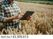 The agronomist uses software to process online data for digital farming. A farmer with a tablet computer in his hands stands in a wheat field. Стоковое AI-изображение, AI-художник Photojuli / Фотобанк Лори