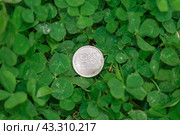 Монета с изображением цифрового рубля лежит на зеленом клевере. Стоковое фото, фотограф Евгения Золкина / Фотобанк Лори